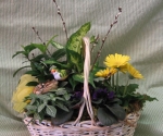 Garden basket with green and blooming plants