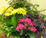 Garden basket of green and blooming plants