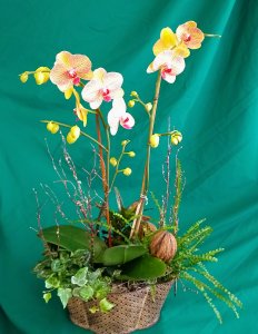 Orchid Planter $65.00